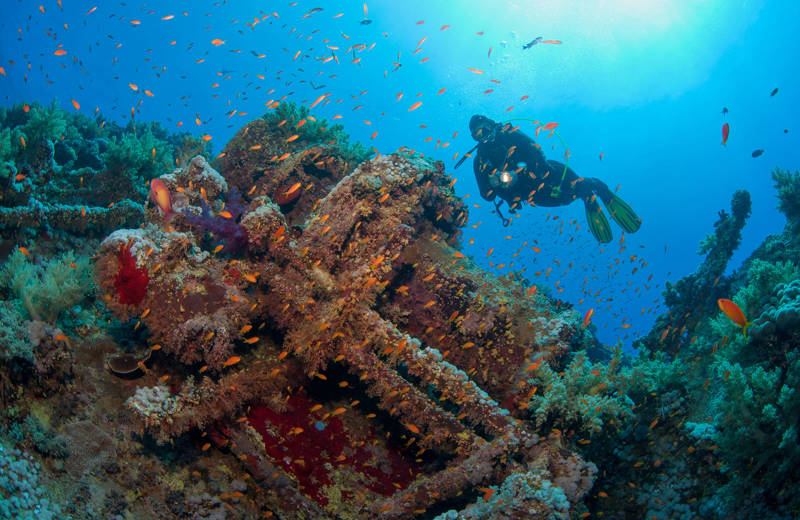 Image of a diver looking at coral and colourful fishes - KILROY