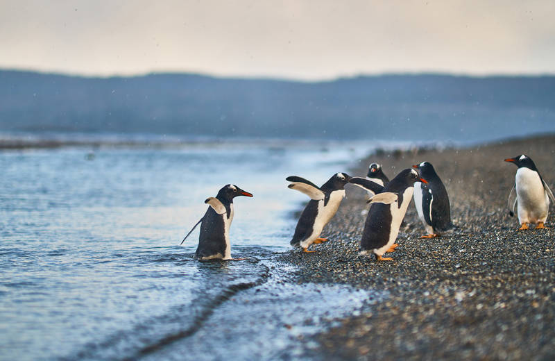 Group of penguins walking out of the water near Ushuaia in Argentinian Patagonia