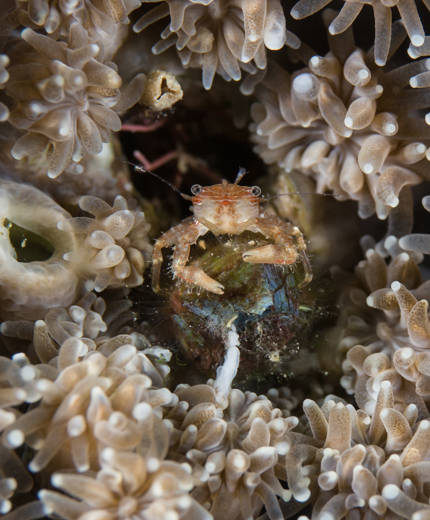 Image of a sea creative in coral at a marine conservation project in Croatia - KILROY