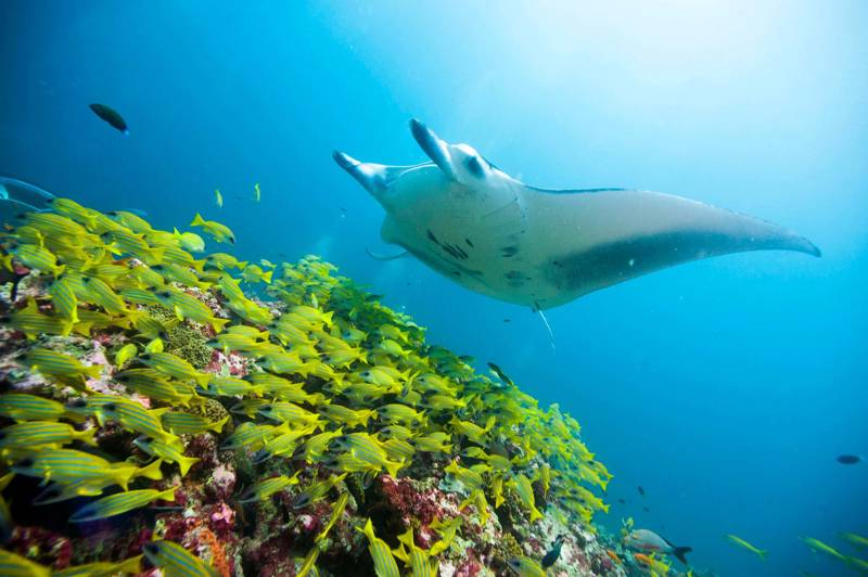 Manta Ray swimming over a school of yellow and blue fished in the ocean near Fiji