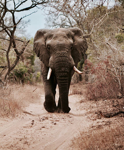 Image of an elephant walking along a dusty path in Africa - KILROY