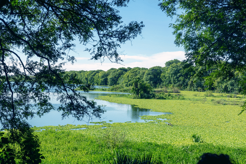 Lake and lots of green vegetation in Costanera Sur Ecological Reserve