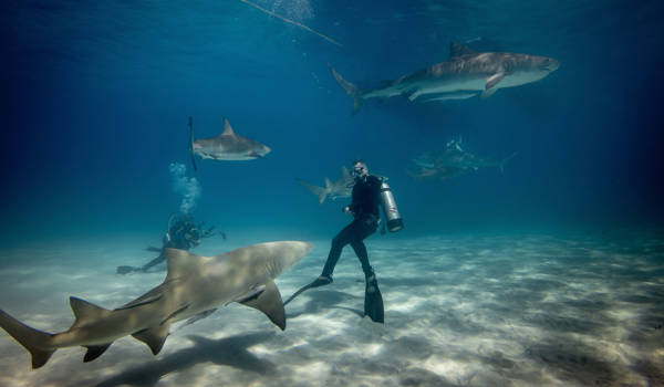 Sharkdiving In The Bahamas